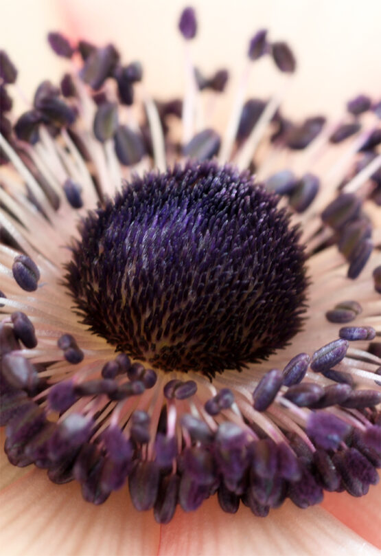 Anemone