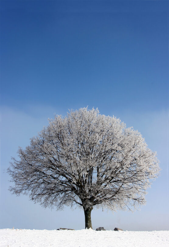 Lindenbaum