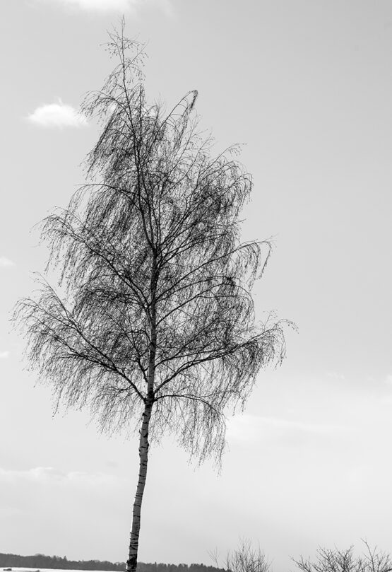 Birke in Winterlandschaft