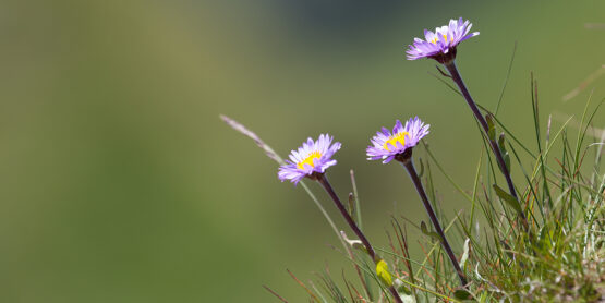 Alpenblumen