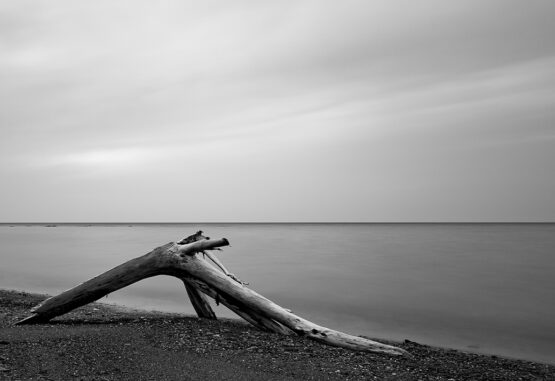Schwemmholz am Strand