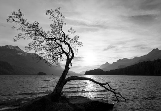 Baum am Silsersee