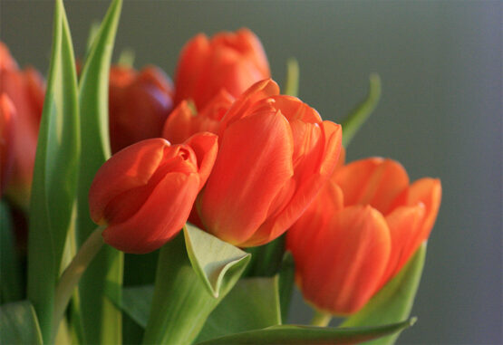 Tulpen