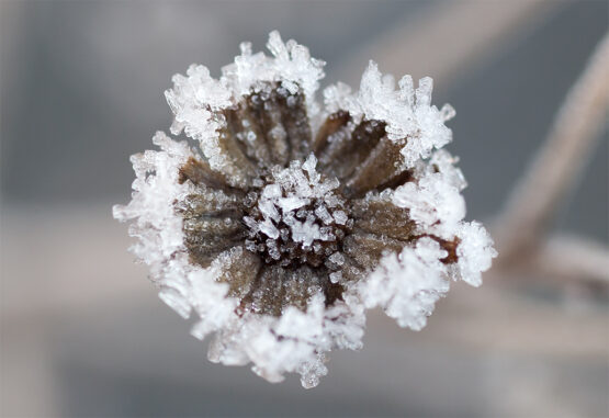 Frostblume
