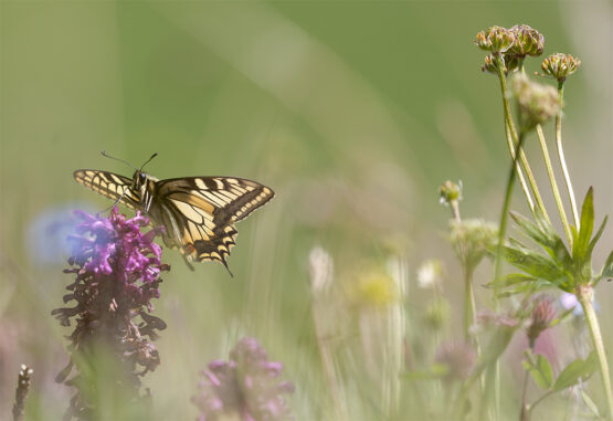 Schmetterling