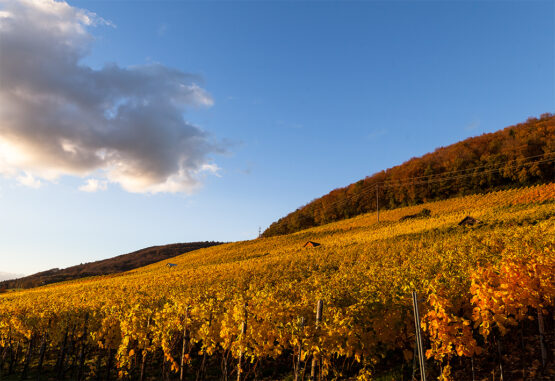 goldener Herbst