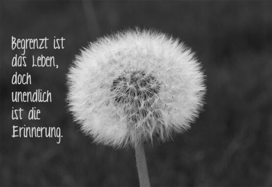 verblühter Löwenzahn