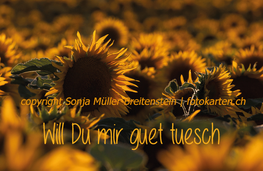 Sonnenblumenfeld - will du mir guet tuesch