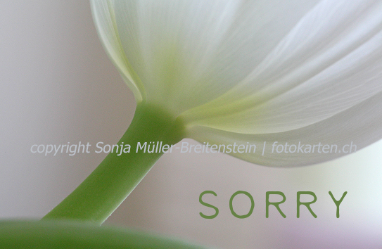Tulpe - sorry